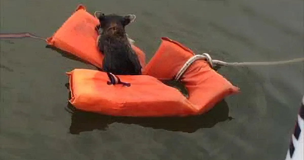 A small bear sits atop orange life jackets floating in water, with a rope nearby.