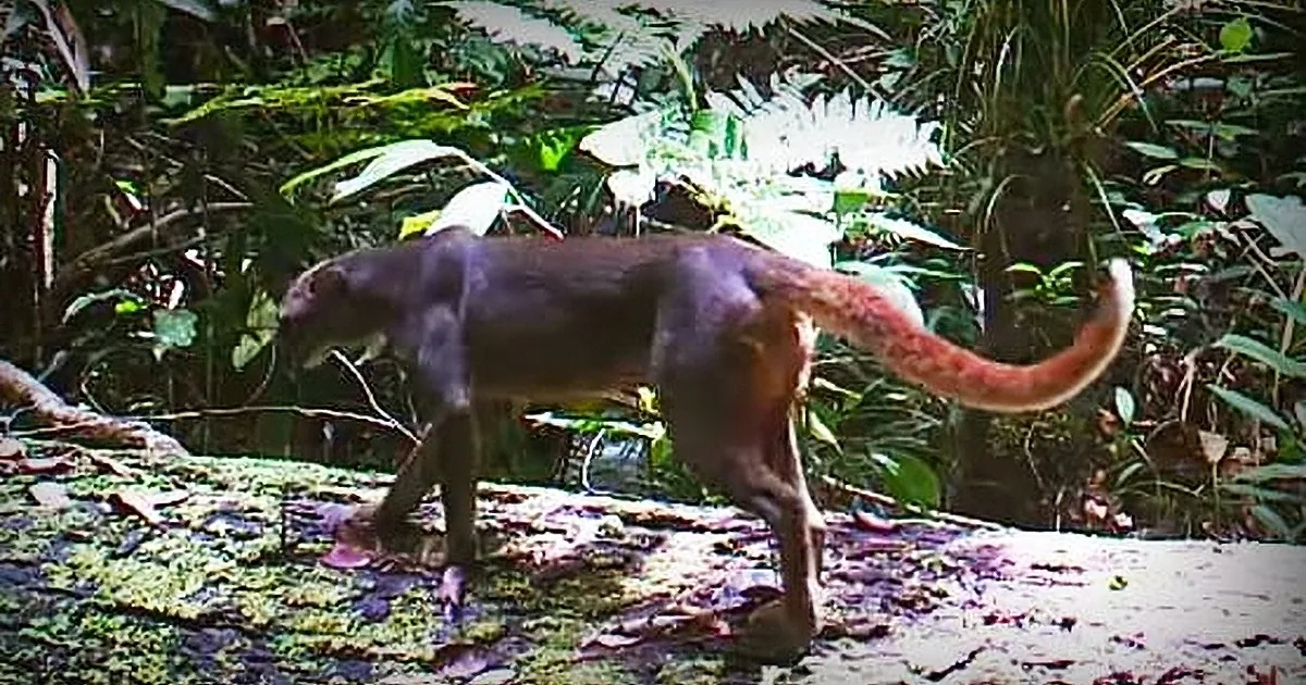 This Elusive Jungle Creature Fooled Scientists for Decades - Finally Captured on Film