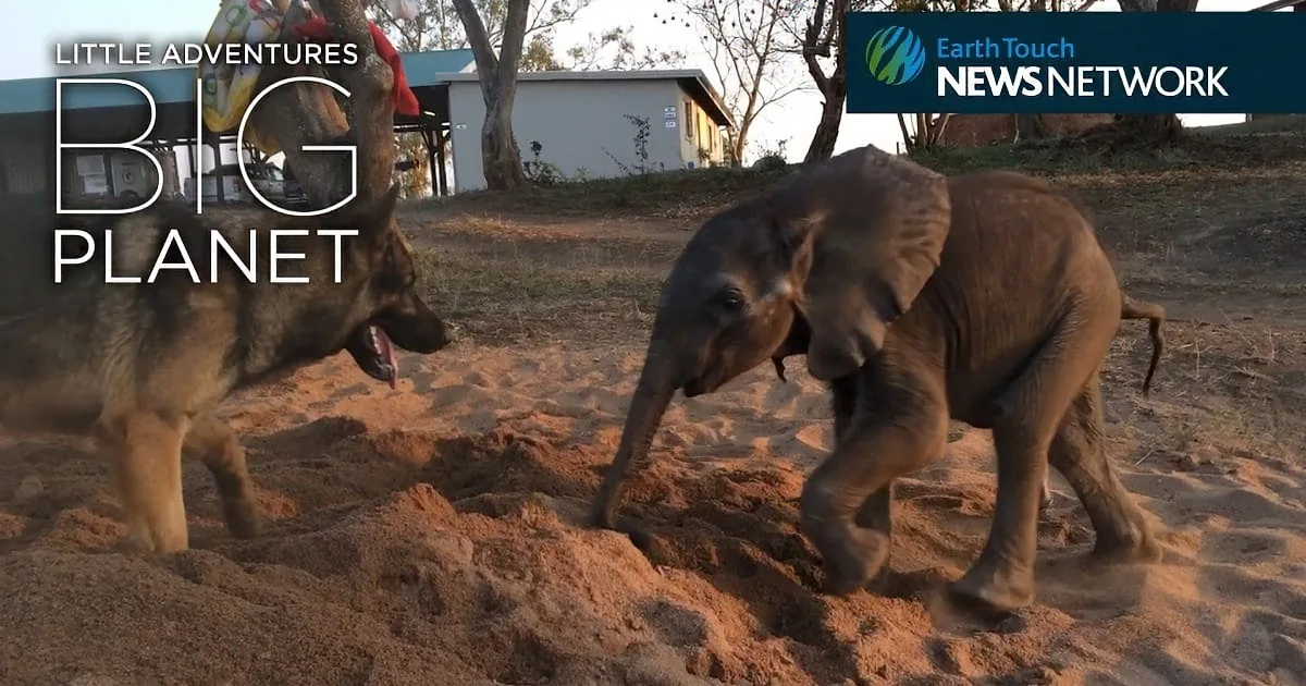 This Abandoned Baby Elephant Gains a Wonderful and Unexpected New Best Friend
