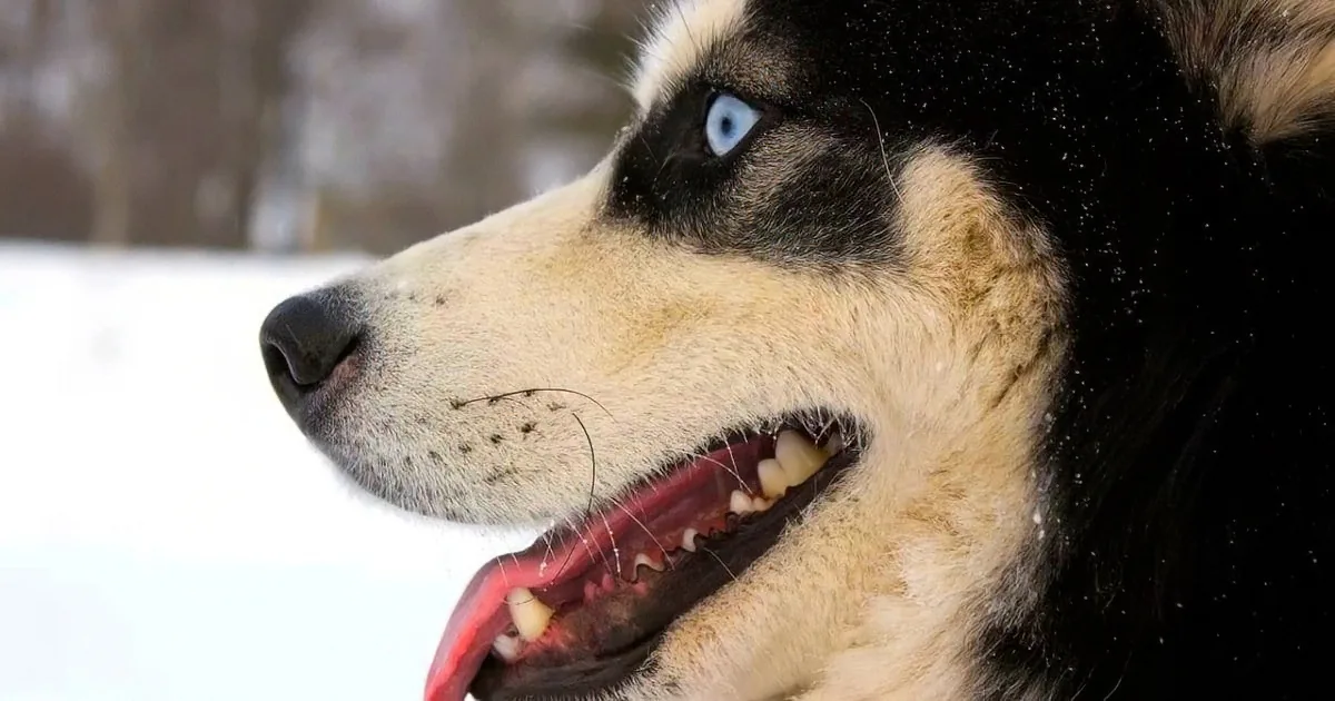 A close-up of a husky dog with striking blue eyes, black and white fur, and a happy expression in a snowy setting.