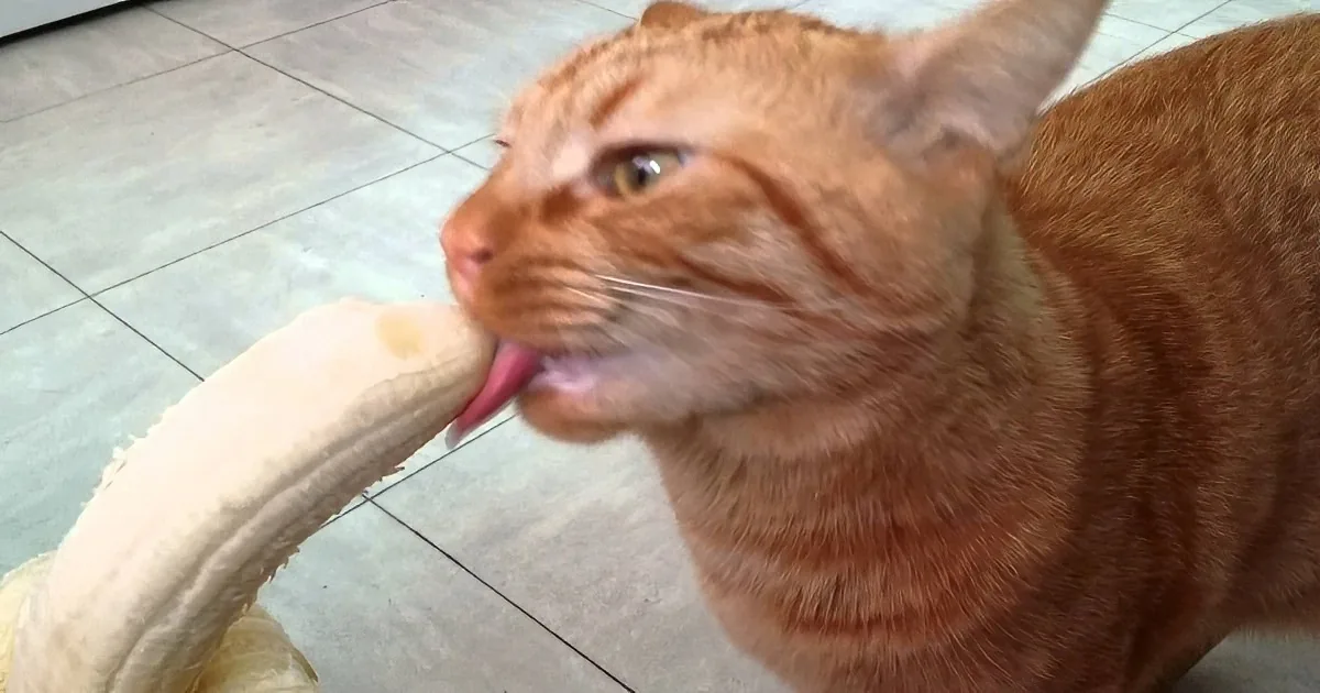 The Cutest Thing We''ve Seen All Week Is This Cat Discovering His Love for Bananas