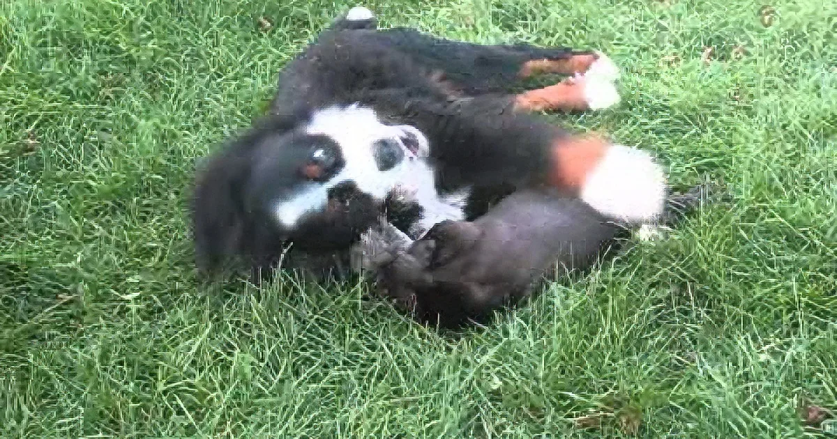 A playful black and white dog rolls on the grass, surrounded by its playful puppies.
