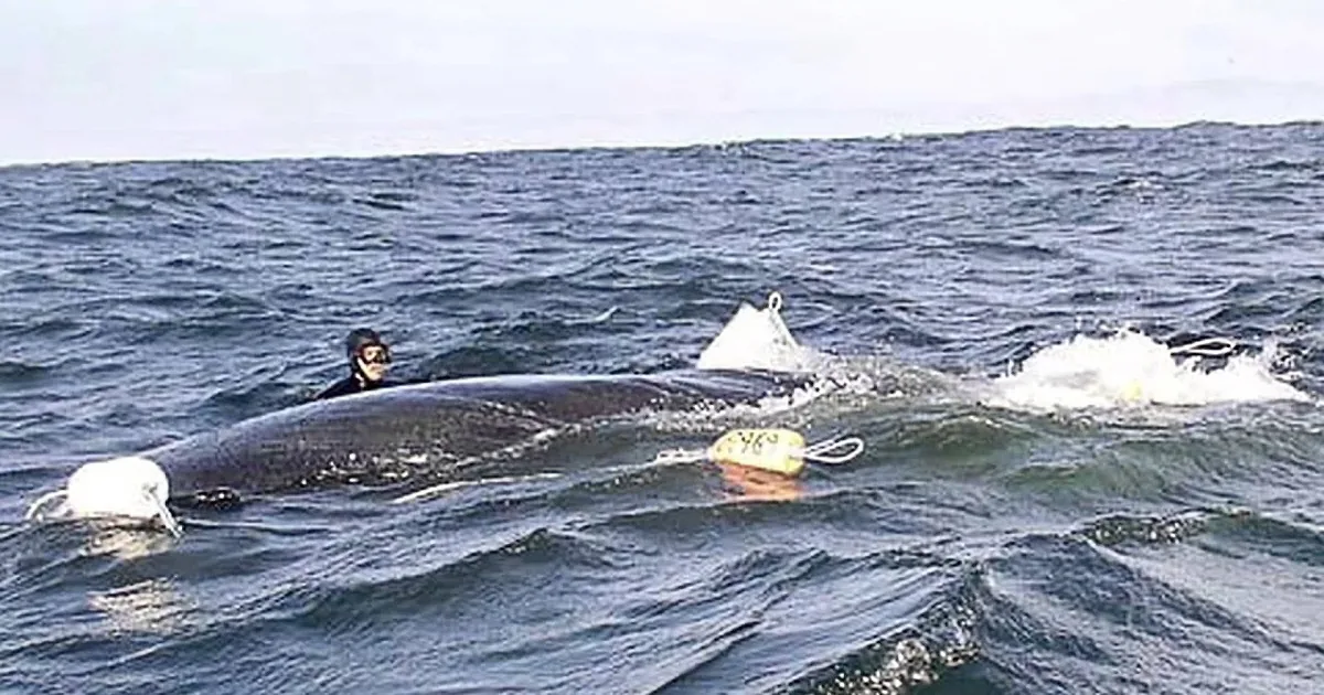 A diver in a wetsuit interacts with a large whale in the ocean, surrounded by buoys.