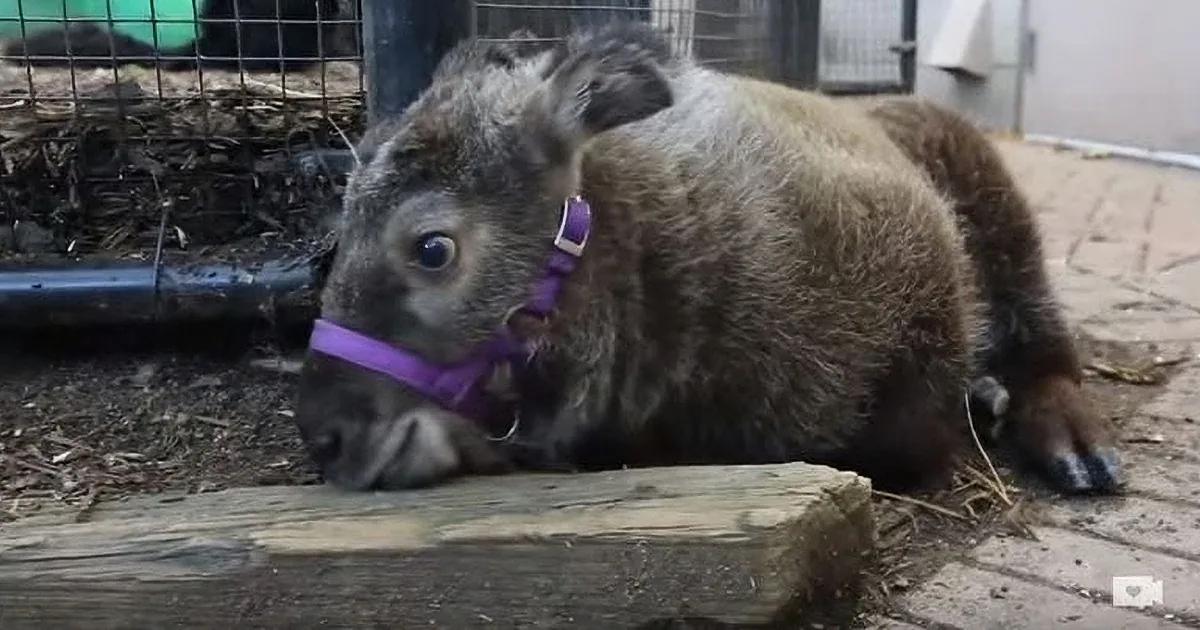 This Little Animal Rejected by His Mother Gets an Unexpected New Best Friend