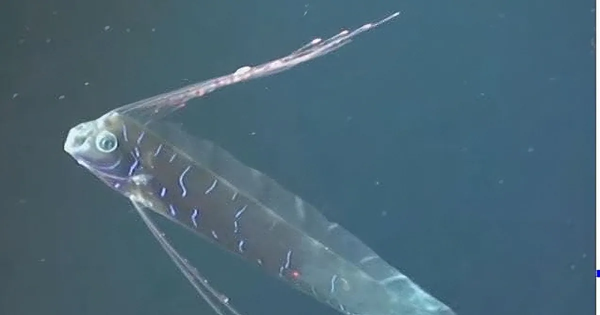 Scientists Discover Gigantic Sea Serpent -- and It Is Totally Nightmare Worthy!
