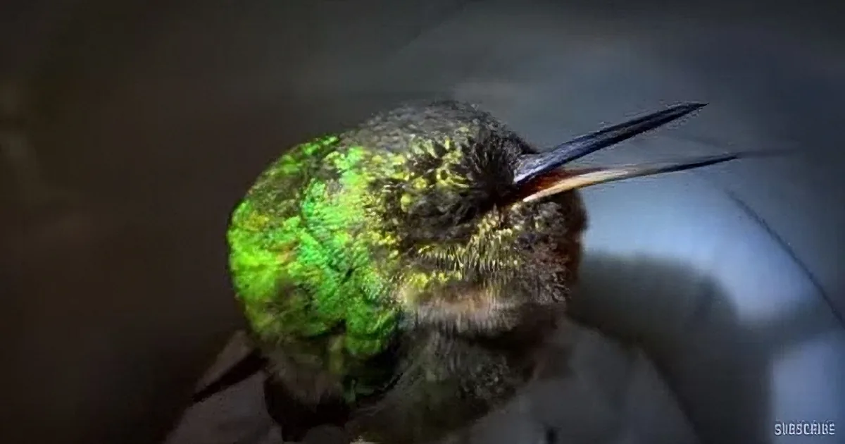 When He''s Sleeping, This Hummingbird Does the Absolute Strangest Thing
