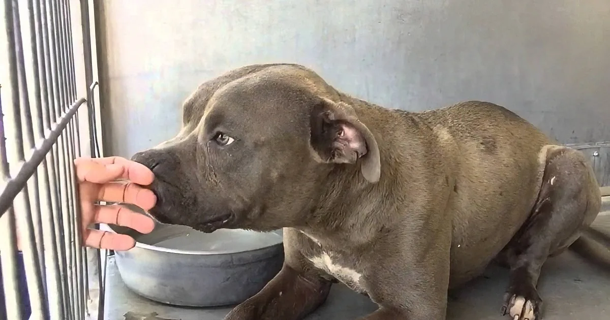 A large, muscular dog with a dark coat is being fed by a person's hand.