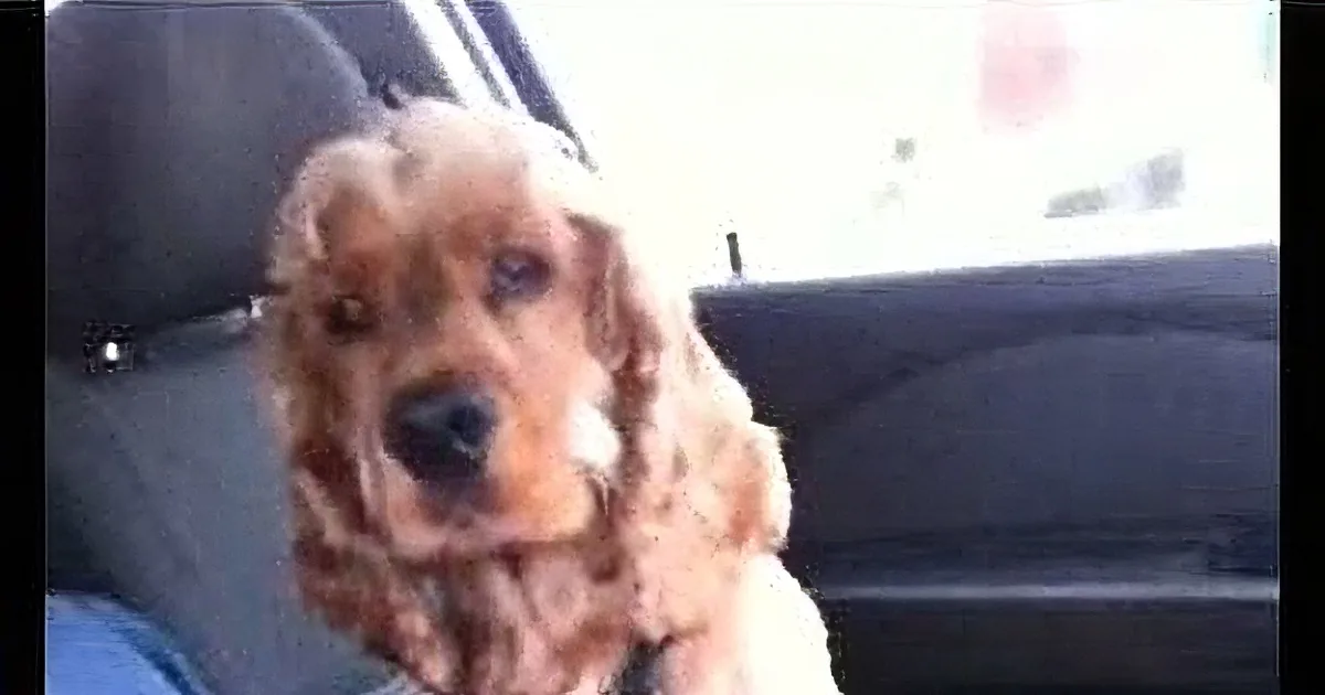 This Anxious Dog Won''t Go for Car Rides Unless His Dad Does One Very Important Thing.