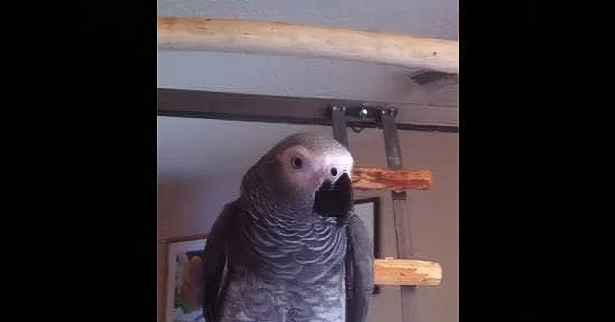 This Parrot Has the Funniest Reaction Possible to Getting His Tummy Rubbed
