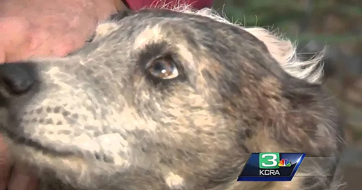 This Man Sprints Outside in His Underwear to Scare off a Mountain Lion Going After His Dog!