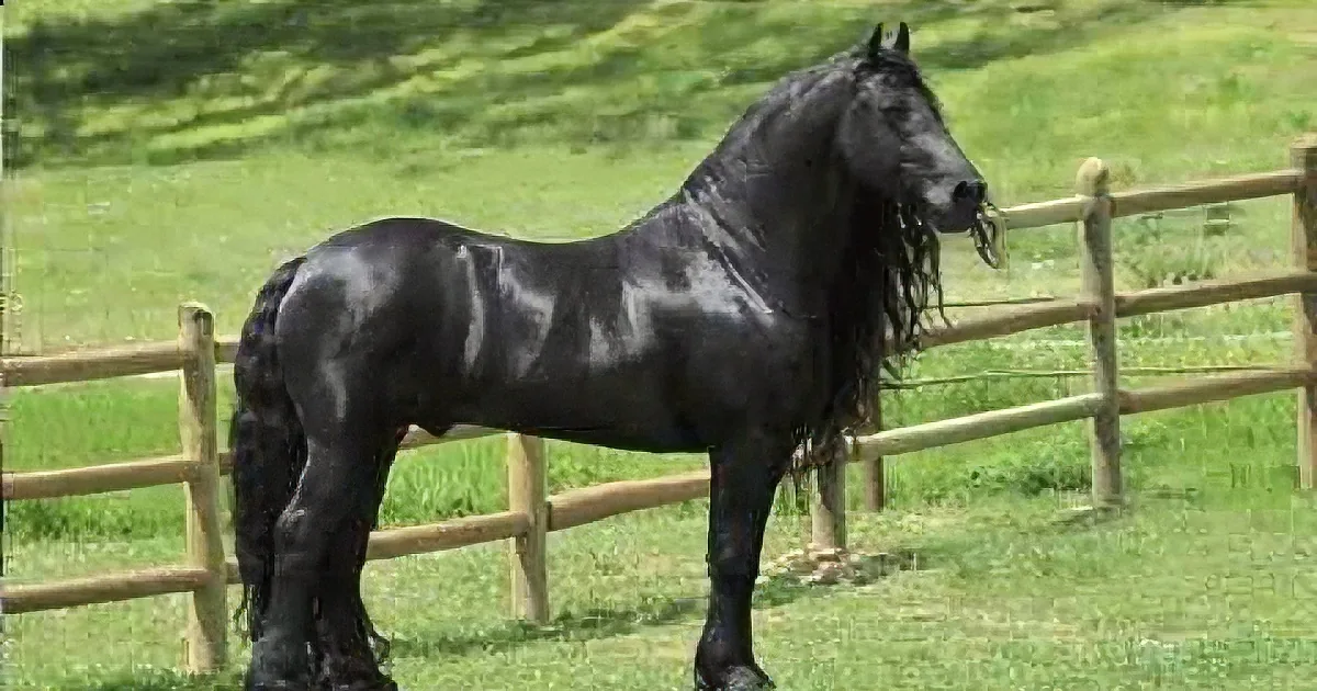 This Magnificent Stallion Is Being Called the Most Photogenic Horse on the Planet