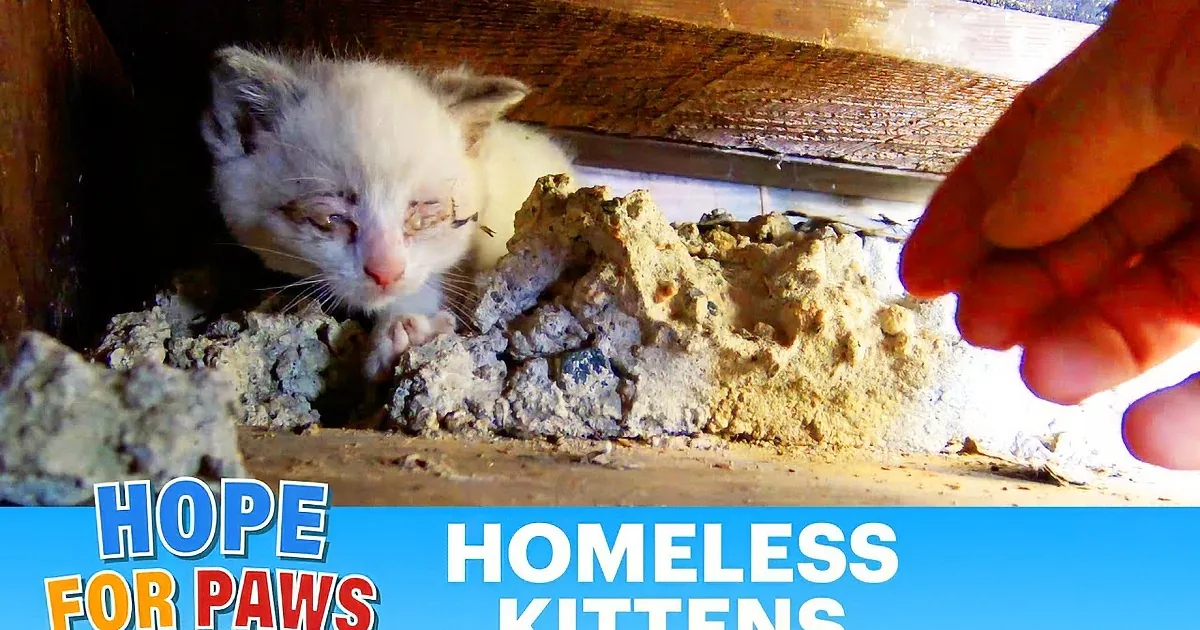 These Kittens Put on a Brave Face as Rescuers Try to Get Them out of Packed Stairwell