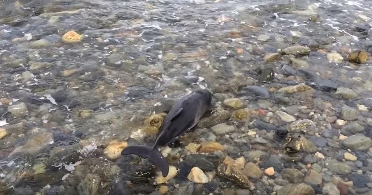 When She Notices a Stranded Animal on the Beach, This Dog Races to the Rescue