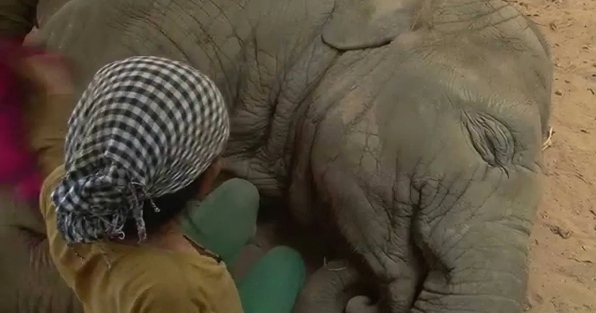A person in green gloves and a checkered headscarf is examining an elephant's foot.