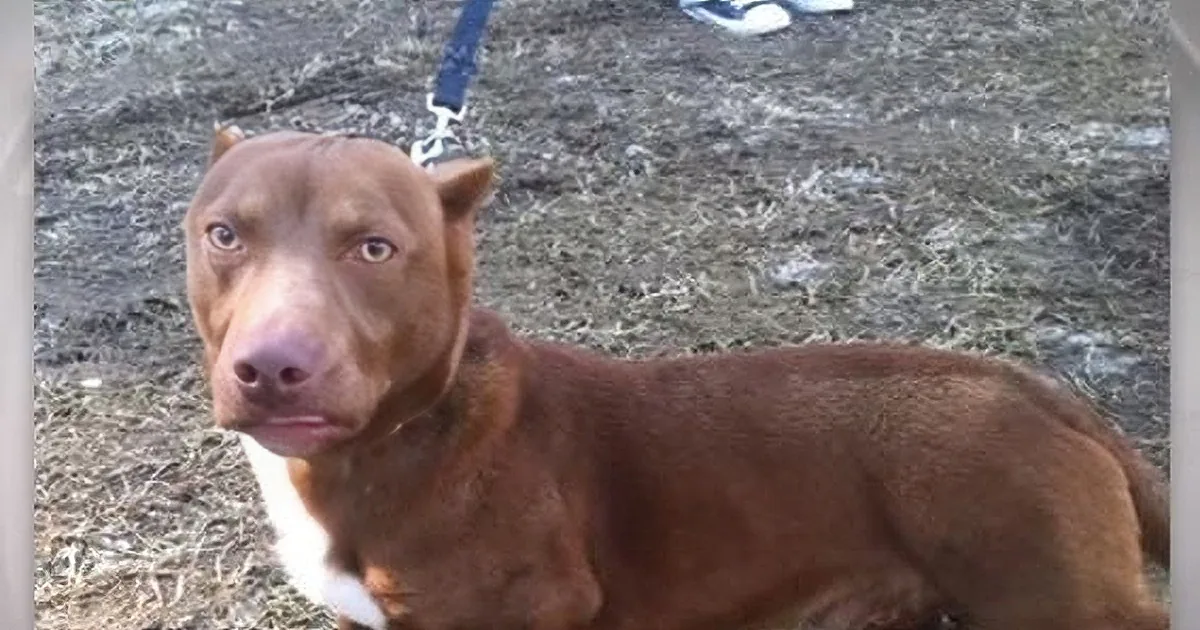 A Dachshund and a Pit Bull Have This Puppy With Absolutely Incredible Results