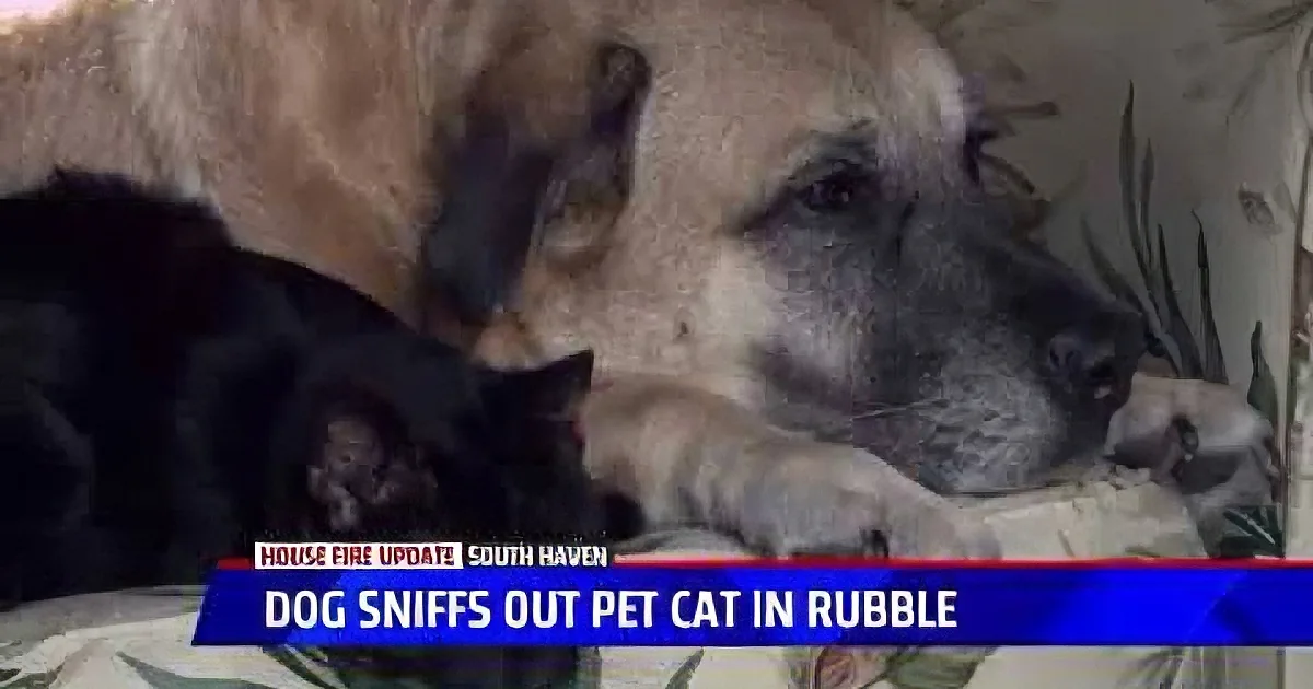 A dog sniffs out a pet cat in rubble, showing remarkable rescue instincts.