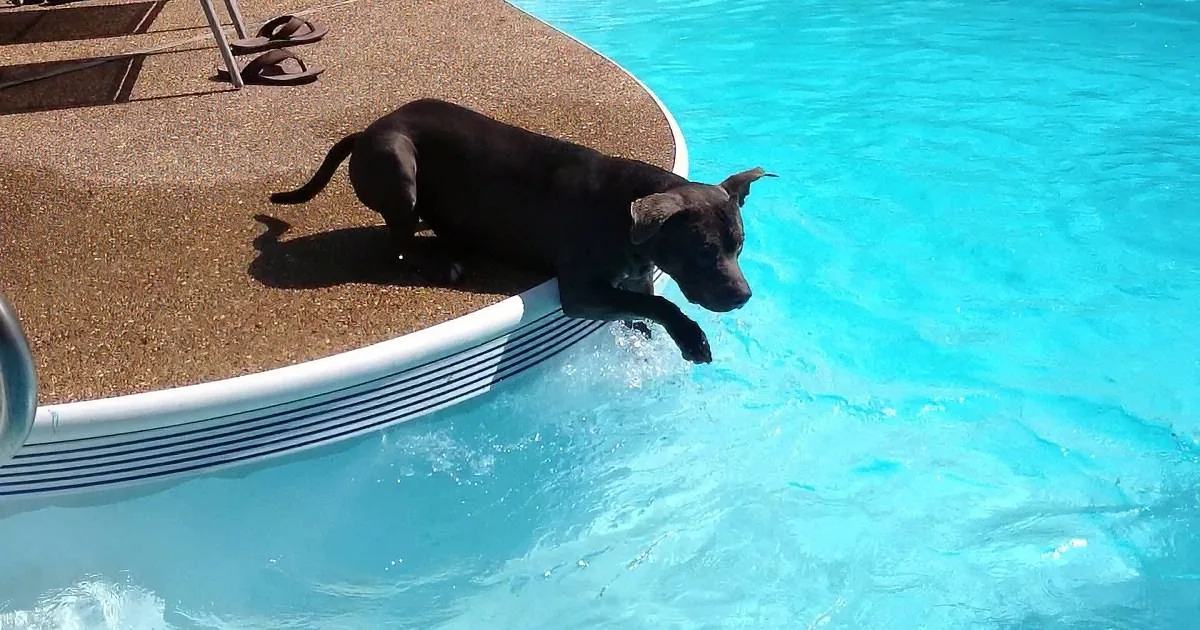 A black dog leaps into a bright blue swimming pool, creating a splash.
