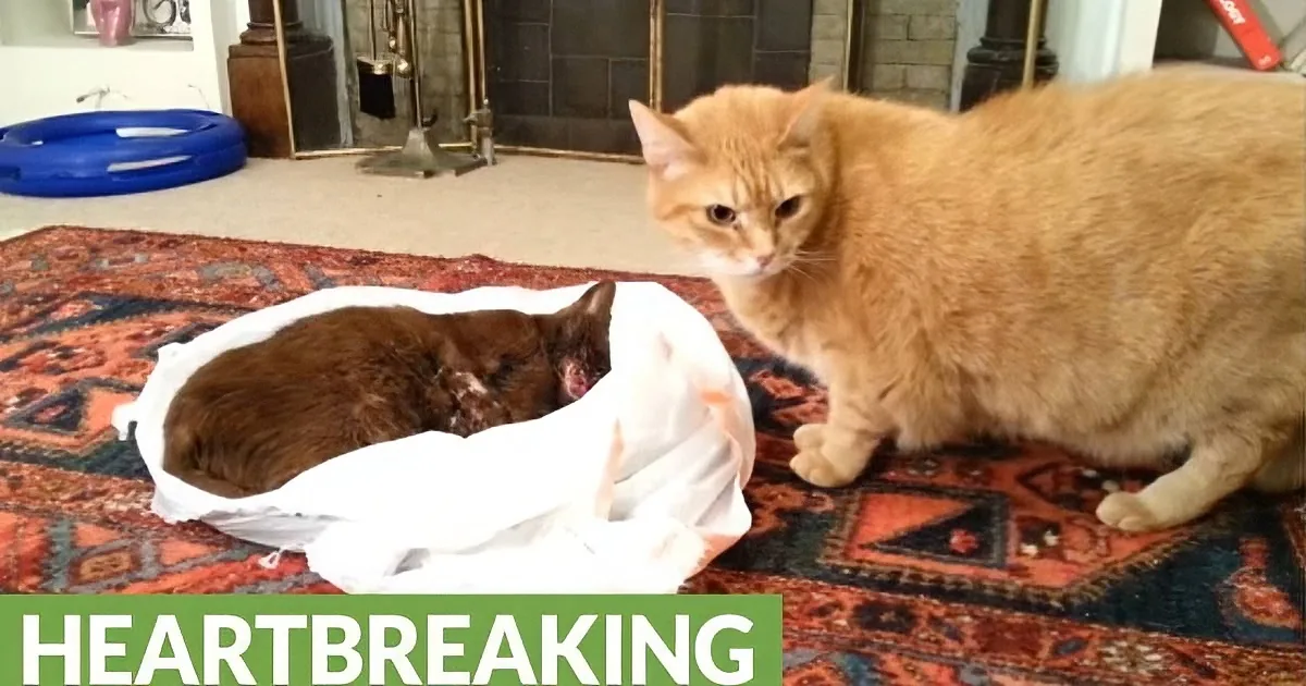 Cat Gets Chance to Say Goodbye After His Best Friend Dies of Cancer.