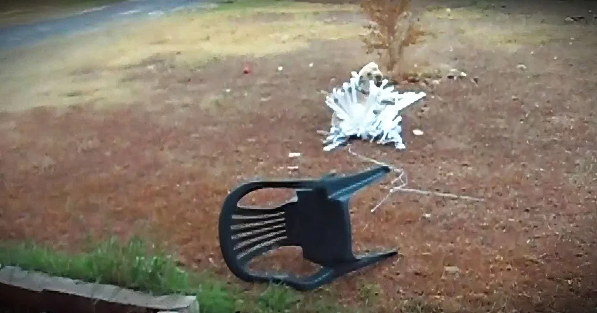 This Man Hears a Weird Noise Outside His Home and Comes Across the Funniest Scene