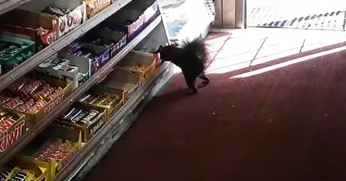 These Sneaky Squirrels Are Caught Red-Handed During This Chocolate Bar Heist