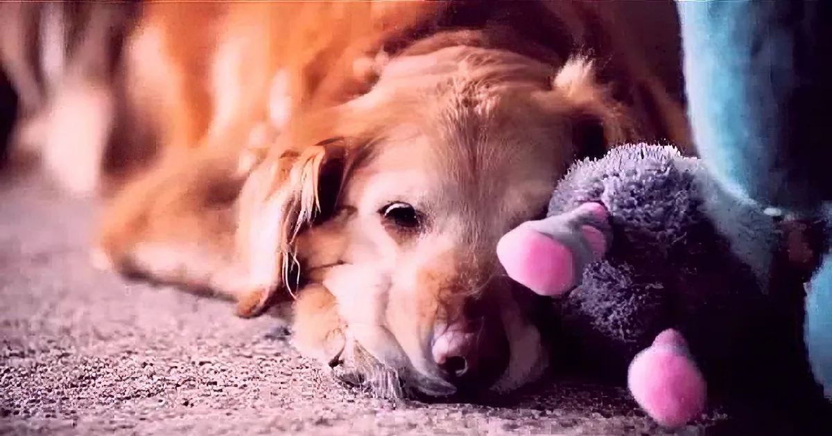 Dogs Are Way Too Good to Be True, and This Is Clear Evidence That They Are Perfect for Us
