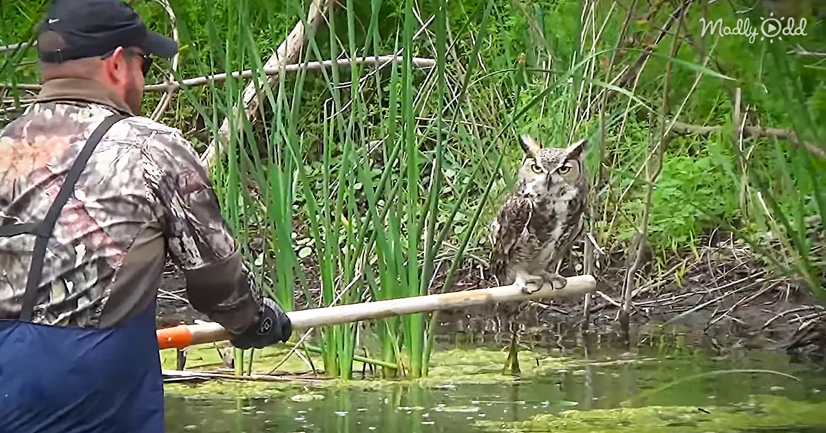 A man in camouflage holds a stick near a Great Horned Owl perched on a branch in a marshy area.