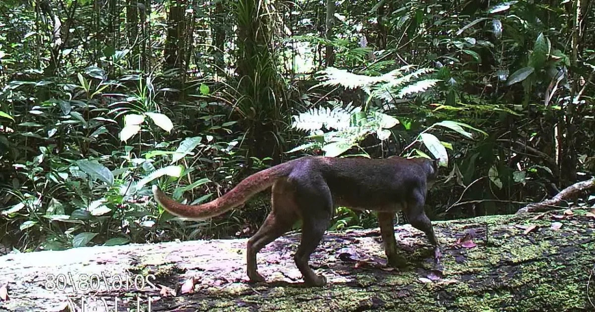 A dark-furred animal with a long tail walks through a lush, green forest.