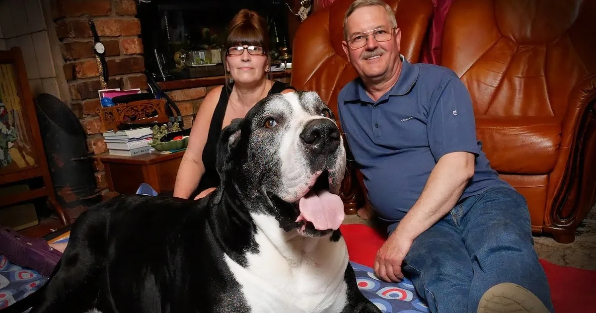A large black and white dog sits in front of a couple on a patterned rug, with a leather couch and brick fireplace in the...