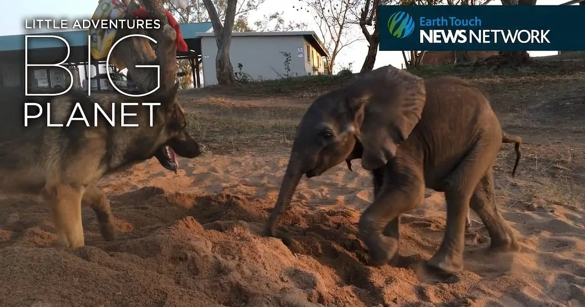 A baby elephant and a German Shepherd playfully interact in sandy terrain.