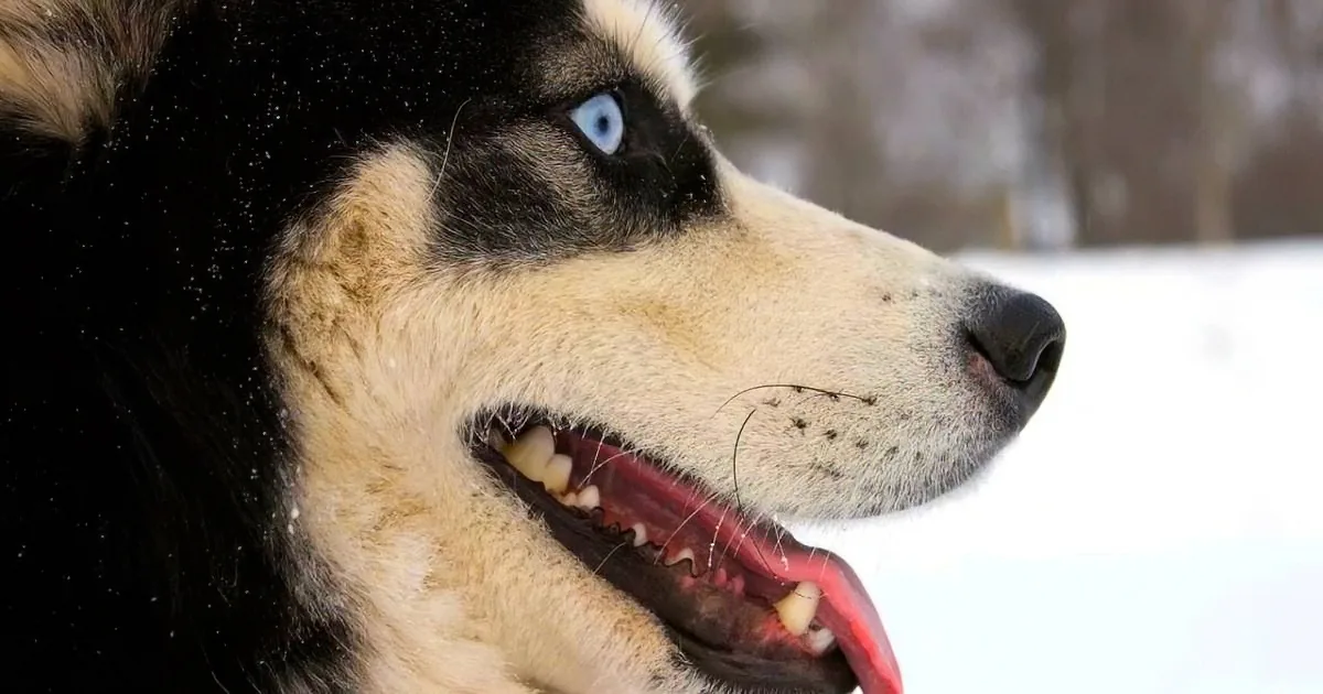 A close-up of a happy husky dog with striking blue eyes, black and tan fur, and its mouth open in a joyful expression.