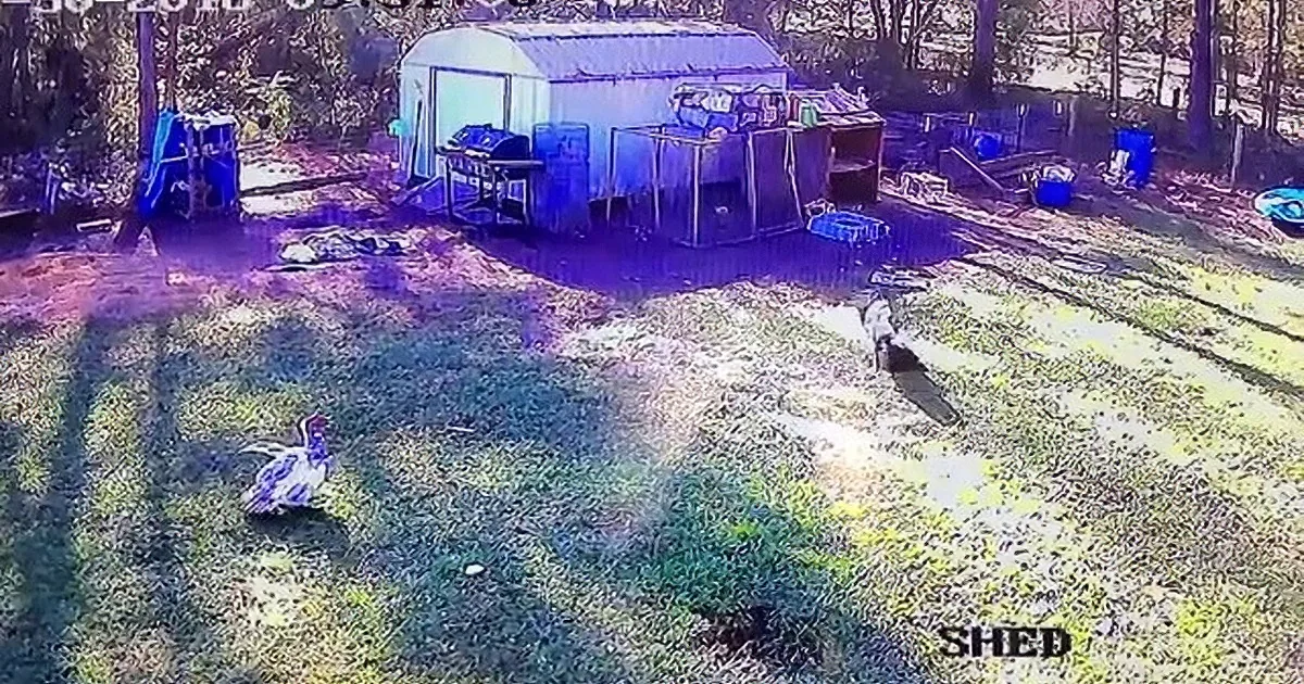Two dogs play in a yard with a shed, blue tarp, and scattered items.