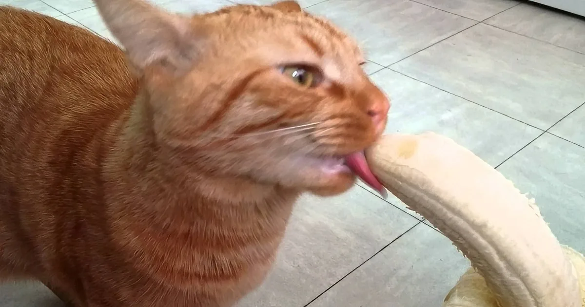 An orange tabby cat with its tongue out, seemingly interacting with a white object.