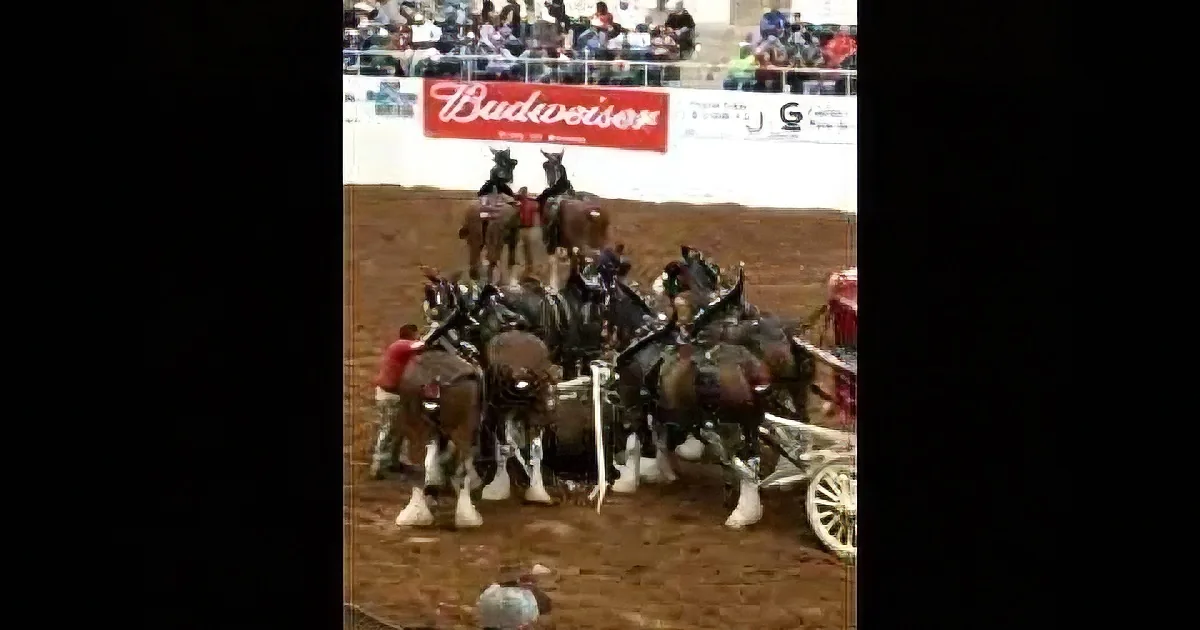 Budweiser Clydesdale Trips During Performance. How They Handle It Is Pretty Amazing