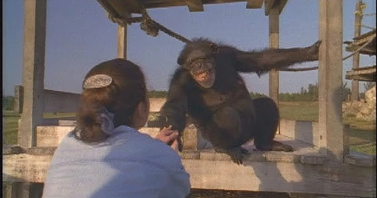 A chimpanzee is interacting with a person in an outdoor setting, with a wooden structure and open field in the background.