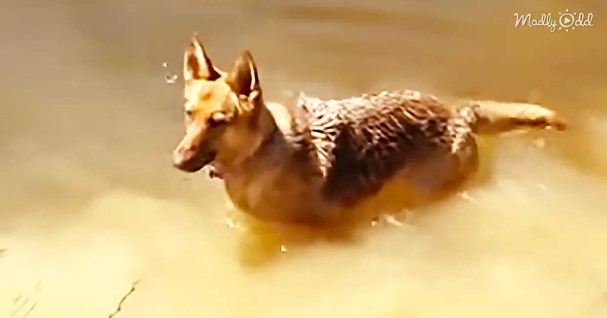 German Shepherd Blatantly Ignores Mom When Told to Get out of the Water