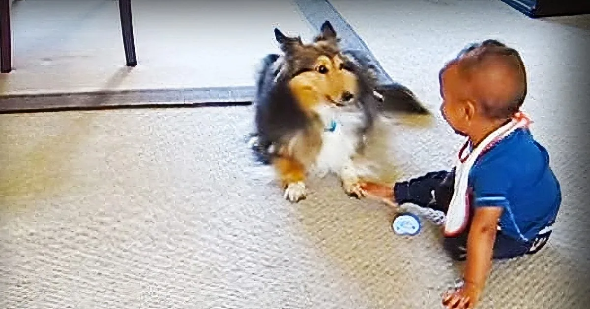 This Family Dog Plays With This Little Boy and Their Parents Catch the Whole Scene on Film