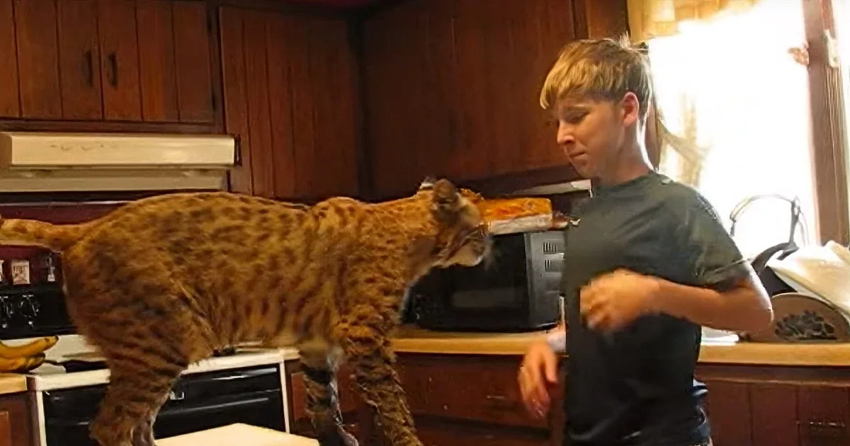 Say Thanks to the Family That Saved This Baby Bobcat and This Fawn From a Wildfire