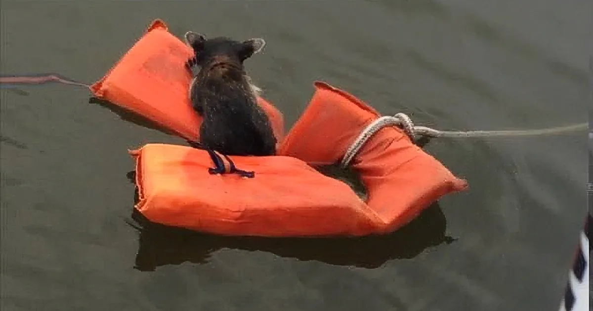 These Quick-Thinking Boaters Design a Brilliant Plan to Save This Drowning Baby Raccoon