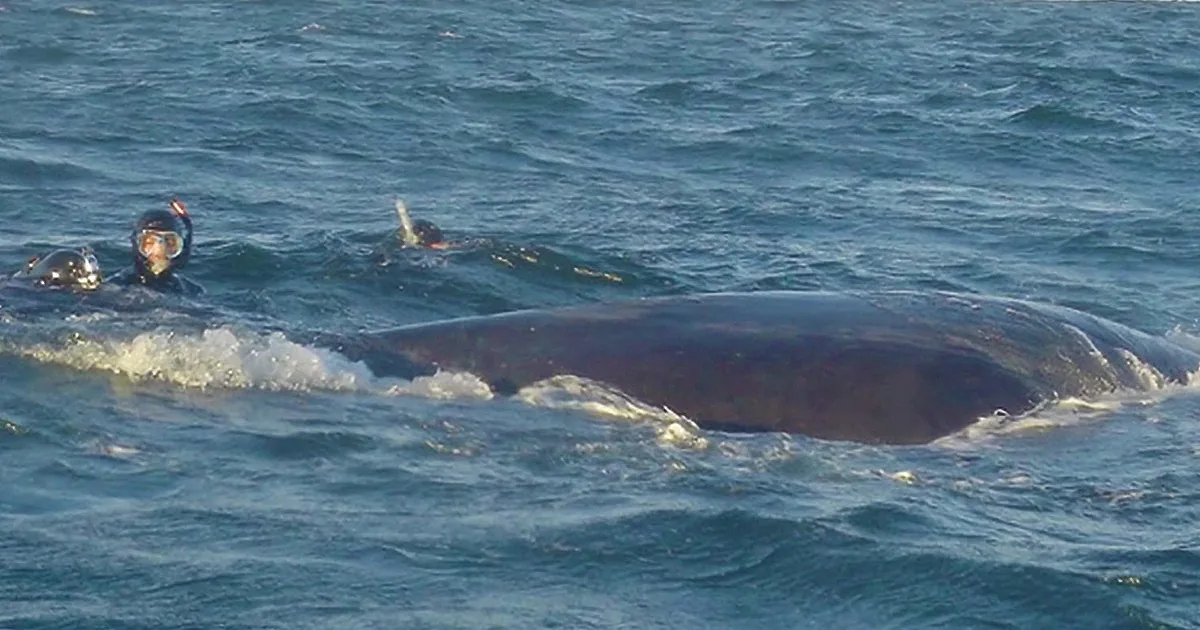 After a Man Releases This Whale From a Net, She Actually Says ''Thank You''