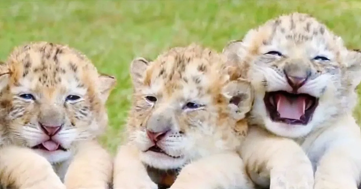 This White Lion and This White Tiger Just Had the Cutest Cubs on Earth