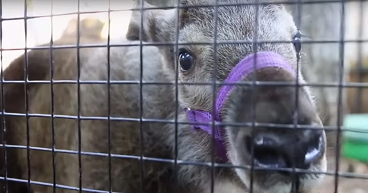 This Little Animal Rejected by His Mother Gets an Unexpected New Best Friend
