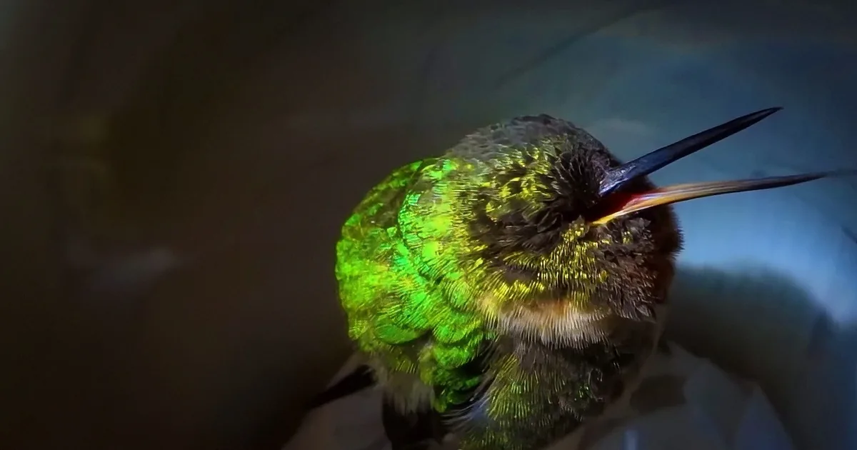 When He''s Sleeping, This Hummingbird Does the Absolute Strangest Thing
