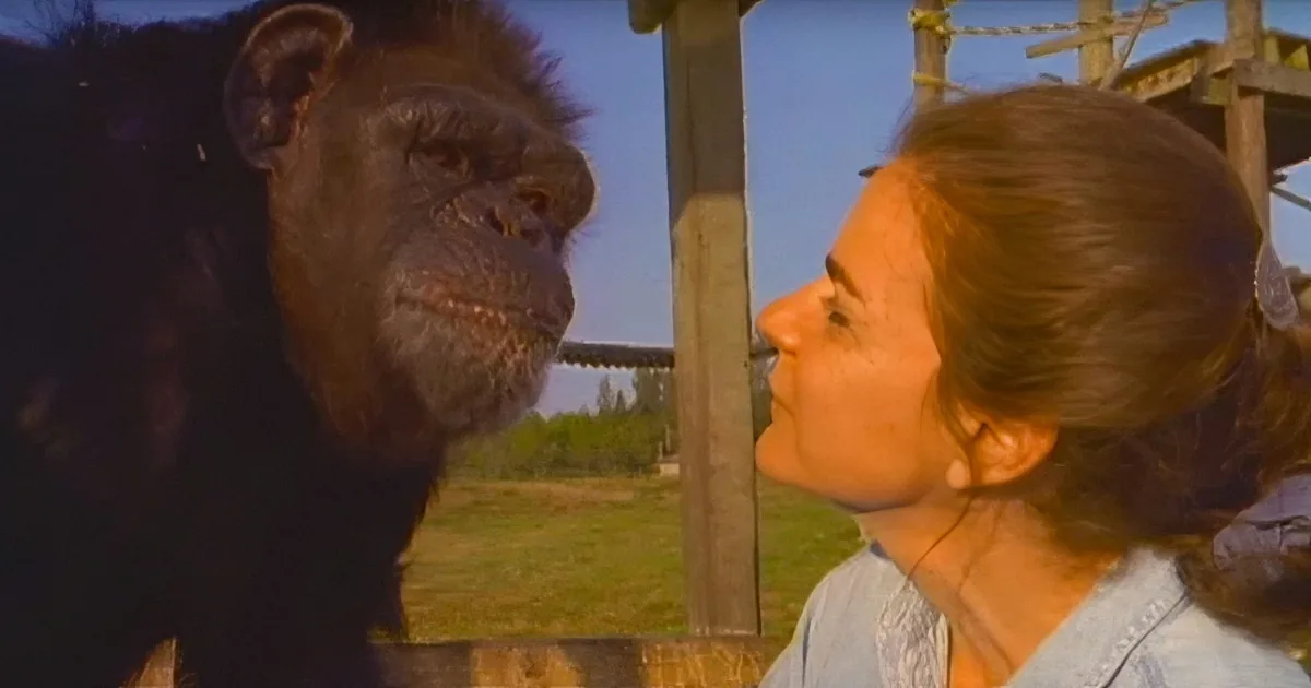 After 18 Years, This Woman Meets This Chimpanzee and Gets a Little Too Close