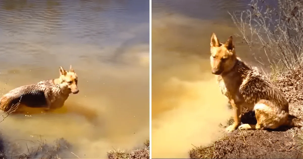 When Her Mom Says It''s Time to Exit the Water, This Pooch Throws a Tantrum for the Ages