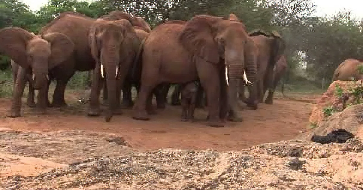 A herd of elephants stands together on a dirt path in a natural setting.