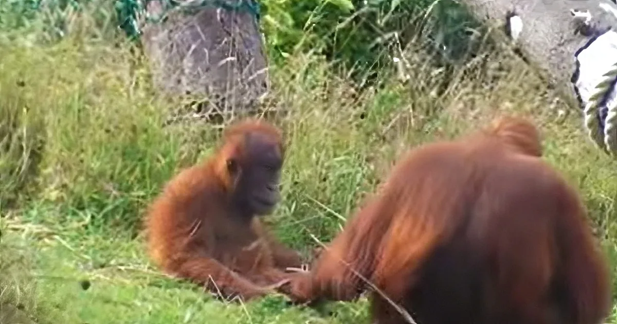 Baby Orangutan Keeps Trying to Go Play, but Mom Has a Long Reach
