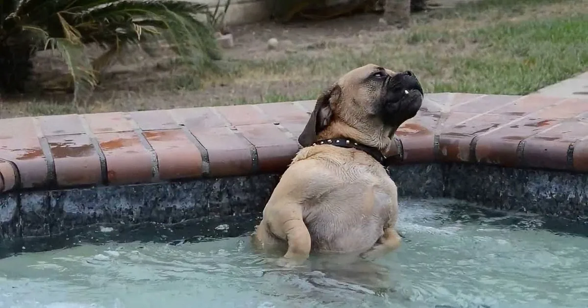 A dog with a black collar stands in a pool, looking up, with its back to the camera.