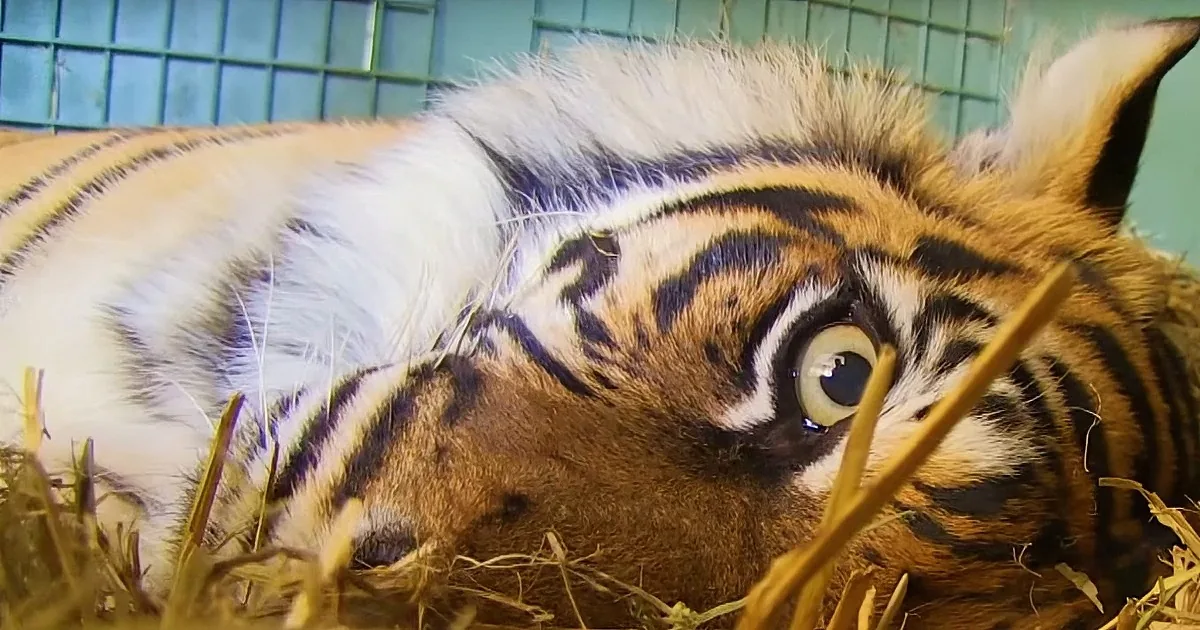 Mother Tiger Gives Birth, but Nobody Was Prepared for What They Found Under Her Legs