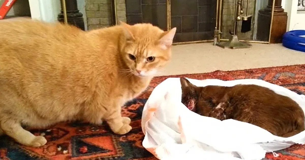 An orange cat observes a smaller cat playing with a white cloth on a patterned rug.