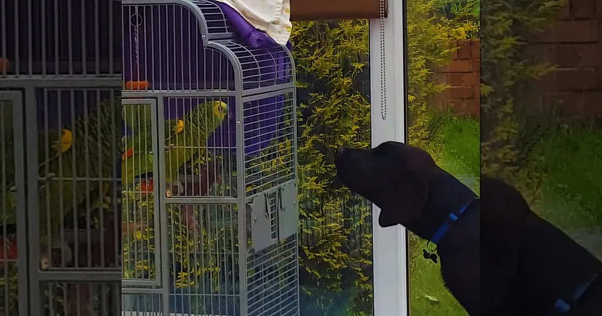 Dog Yaps at That Parrot. but When the Parrot Did This? I Couldn''t Stop Laughing! LOL!